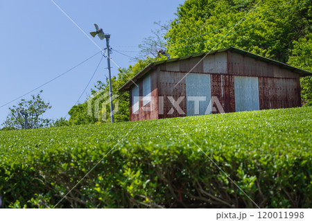 茶畑にある古くて錆びたレトロな小屋のある風景。 茶畑にある古くて錆びたレトロな小屋のある風景。 120011998