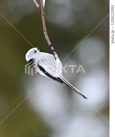 シマエナガ 120012082