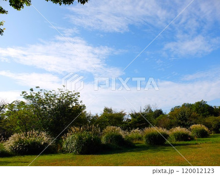 秋の和光樹林公園 秋の和光樹林公園 120012123