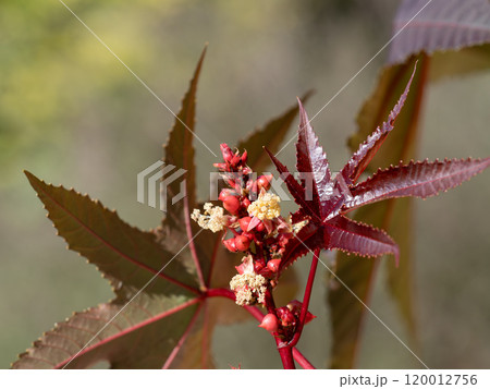 唐胡麻の雄花と雌花 120012756