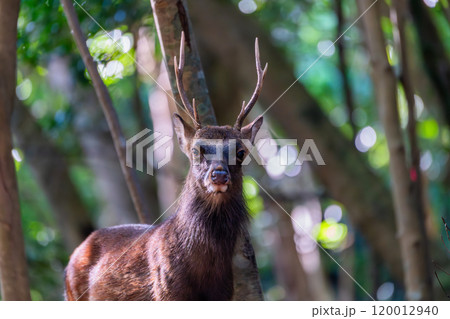 ヤクシカの雄　警戒　世界自然遺産屋久島(秋 120012940