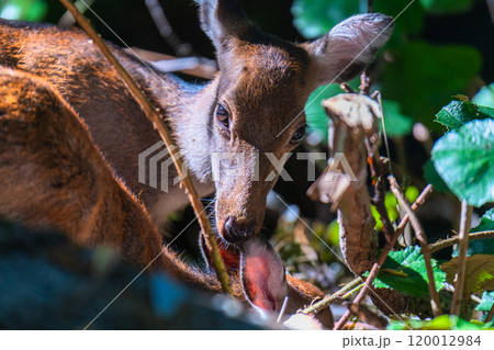 ヤクシカ　警戒　世界自然遺産屋久島(秋 120012984
