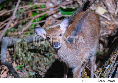 ヤクシカ　警戒　世界自然遺産屋久島(秋 120012986