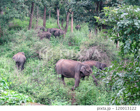 Elephants Elephants 120013122