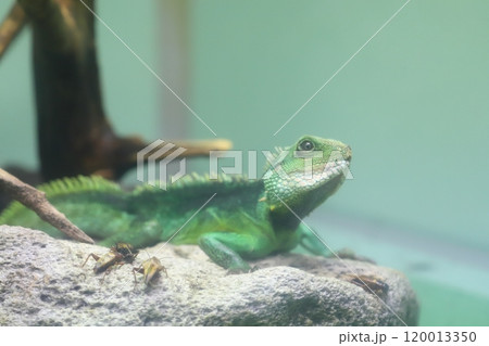 インドシナウォータードラゴン 120013350