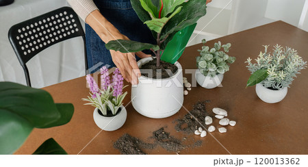 woman is planting a plant in a white pot as hobby and decorates her office woman is planting a plant in a white pot as hobby and decorates her office 120013362