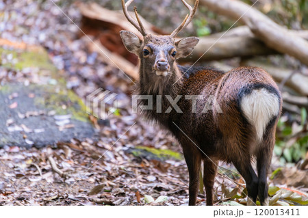 ヤクシカの雄　警戒　世界自然遺産屋久島(秋 120013411