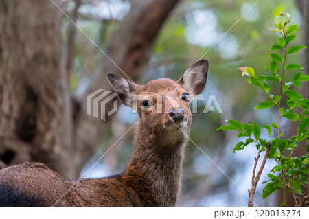 ヤクシカの雌 警戒 世界自然遺産屋久島(冬 ヤクシカの雌 警戒 世界自然遺産屋久島(冬 120013774