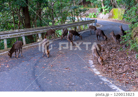 ヤクシカの群れ 採餌 世界自然遺産屋久島(冬 ヤクシカの群れ 採餌 世界自然遺産屋久島(冬 120013823