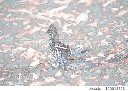 パステル調　”エゾライチョウ　”野鳥””　イラストイメージ 120013828