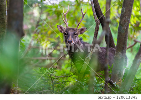 ヤクシカの雄 警戒 世界自然遺産屋久島(冬 ヤクシカの雄 警戒 世界自然遺産屋久島(冬 120013845