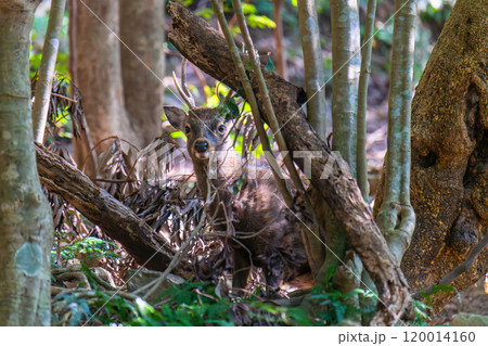 ヤクシカの雄　警戒　世界自然遺産屋久島(冬 120014160
