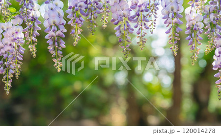 クローズアップした藤の花と自然の背景 120014278