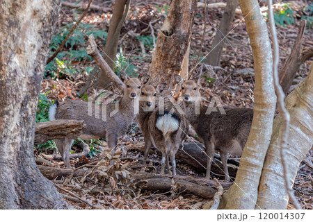 ヤクシカの群れ　警戒　世界自然遺産屋久島(冬 120014307