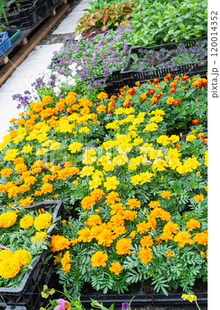 Seedlings of marigolds with outdoor summer flowers for outdoor landscaping and decoration of balconies, facades, cafes are sale in a flower shop Seedlings of marigolds with outdoor summer flowers for outdoor landscaping and decoration of balconies, facades, cafes are sale in a flower shop 120014352