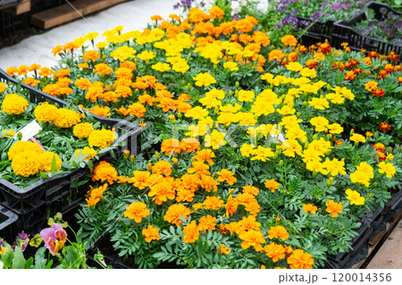 Seedlings of marigolds with outdoor summer flowers for outdoor landscaping and decoration of balconies, facades, cafes are sale in a flower shop 120014356