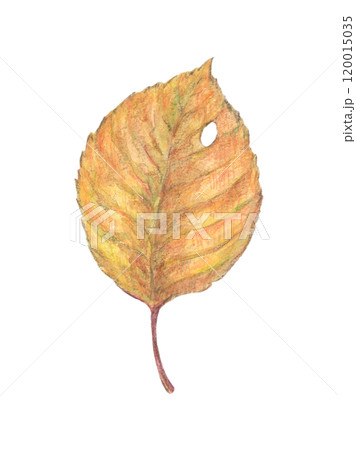 紅葉した落ち葉　水彩色鉛筆イラスト 120015035
