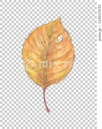 Autumn leaves watercolor pencil illustration 120015035