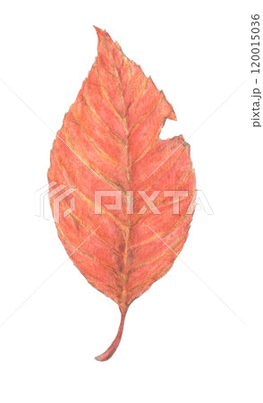 紅葉した落ち葉 水彩色鉛筆イラスト 紅葉した落ち葉 水彩色鉛筆イラスト 120015036