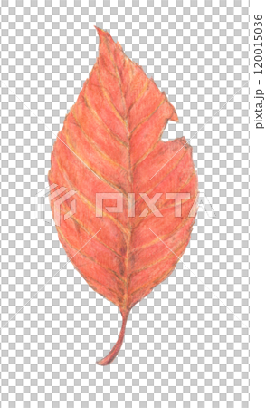 Autumn leaves watercolor pencil illustration 120015036