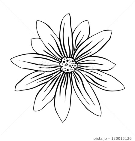Hand drawn sketch of Jerusalem artichoke flower or Helianthus tuberosus plant isolated on white background. 120015126