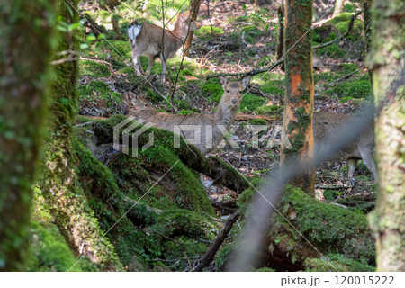 ヤクシカの群れ　警戒　屋久島白谷雲水峡(冬 120015222
