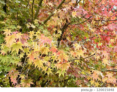 色づき始めるもみじの葉 120015848