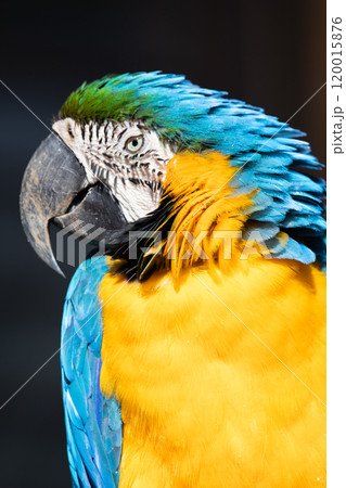 多摩動物公園のインコ（ルリコンゴウ） 120015876