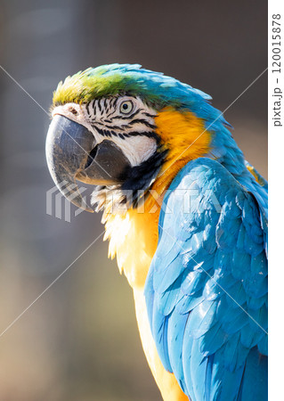 多摩動物公園のインコ（ルリコンゴウ） 120015878