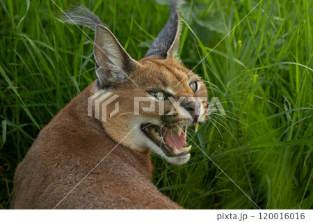 Caracal (Caracal caracal). Wild life animal. 120016016