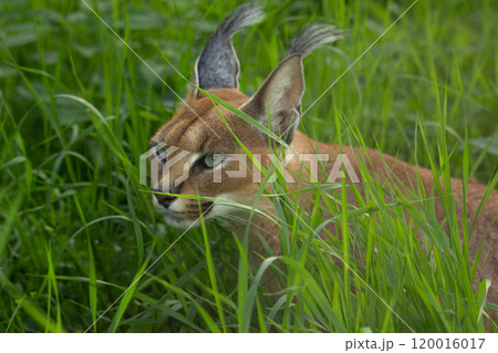 Caracal (Caracal caracal). Wild life animal. 120016017