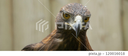 Majestic golden eagle looking 120016018