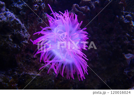 Closeup up a colorful sea anemone 120016024