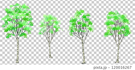 Birch Tree 120016267