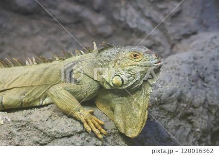 グリーンイグアナ 120016362