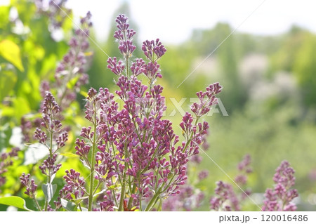Lilac blooms. A beautiful bunch of lilac closeup. Lilac Flowering. Lilac Bush Bloom 120016486