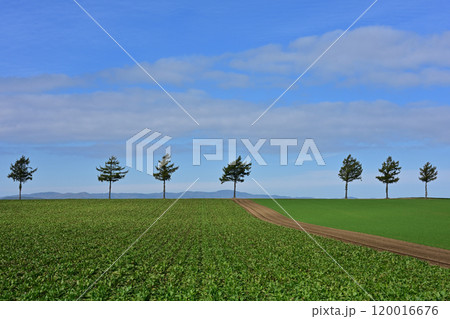 メルヘンの丘 120016676