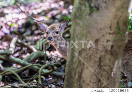ヤクシカの雌　警戒　世界自然遺産屋久島(春 120016688