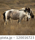 A herd of horses grazes in dry grass. Artistic close-up photo 120016723