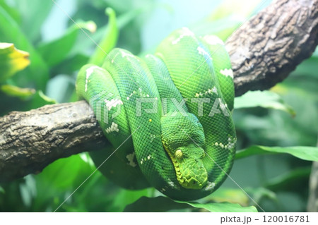 エメラルドツリーボア 120016781