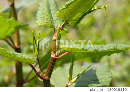 Green and dried stems of a perennial garden and weed plant Sakhalin buckwheat Green and dried stems of a perennial garden and weed plant Sakhalin buckwheat 120016810