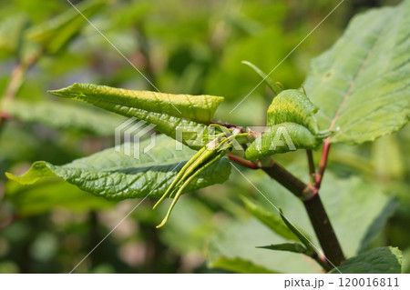Green and dried stems of a perennial garden and weed plant Sakhalin buckwheat 120016811