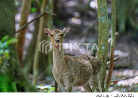ヤクシカの雌 警戒 世界自然遺産屋久島(春 ヤクシカの雌 警戒 世界自然遺産屋久島(春 120016823