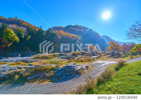 朝の逆光で紅葉が輝く埼玉県長瀞町の岩畳方面を見る 朝の逆光で紅葉が輝く埼玉県長瀞町の岩畳方面を見る 120016840