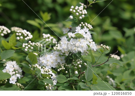 Blossom of Spirea in springtime. White flowers of spirea in garden. Decorative flowering shrubs Blossom of Spirea in springtime. White flowers of spirea in garden. Decorative flowering shrubs 120016850
