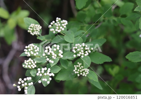 Blossom of Spirea in springtime. White flowers of spirea in garden. Decorative flowering shrubs Blossom of Spirea in springtime. White flowers of spirea in garden. Decorative flowering shrubs 120016851
