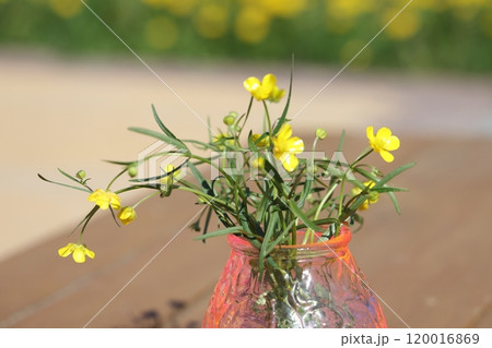 Beautiful bouquet of yellow buttercups flowers. Ranunculus acris meadow buttercup, tall buttercup Beautiful bouquet of yellow buttercups flowers. Ranunculus acris meadow buttercup, tall buttercup 120016869