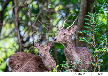 ヤクシカの群れ　くつろぐ　世界自然遺産屋久島(春 120016946