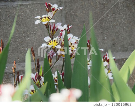 綺麗な花 120016962