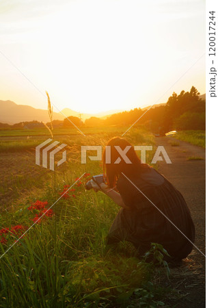 夕陽と彼岸花を撮影する女性 夕陽と彼岸花を撮影する女性 120017244